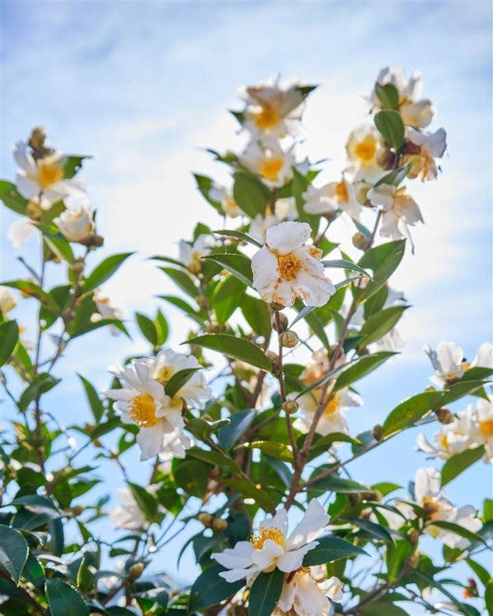 武汉新洲区5.2万亩油茶花"笑脸"迎客