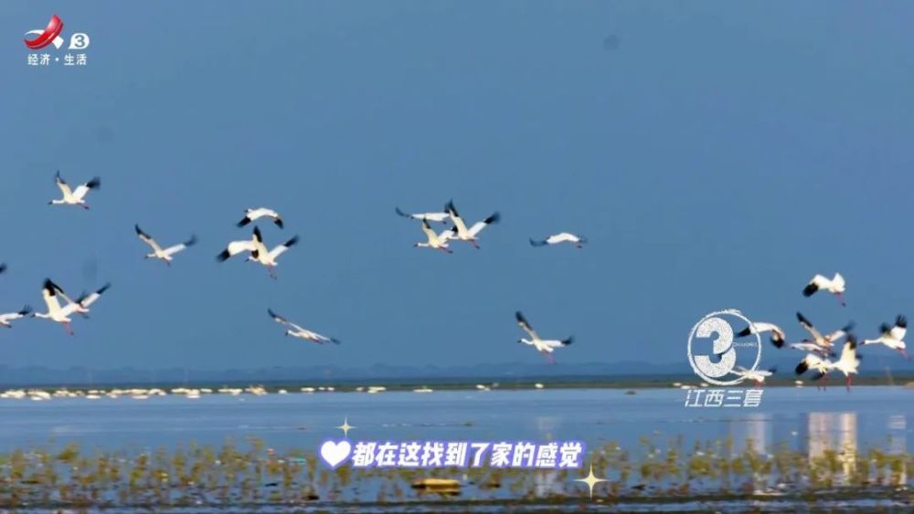 一个外国小伙在鄱阳湖的观鸟日记