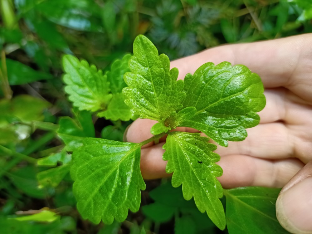 乡下有1种既可以煲汤又可以煲凉茶的植物,能利湿退黄