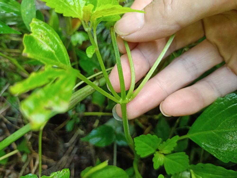 乡下有1种既可以煲汤又可以煲凉茶的植物,能利湿退黄