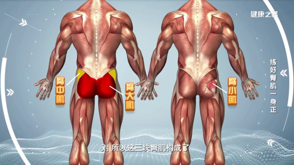 构成臀肌主体的臀小肌,臀大肌,臀中肌的活力下降