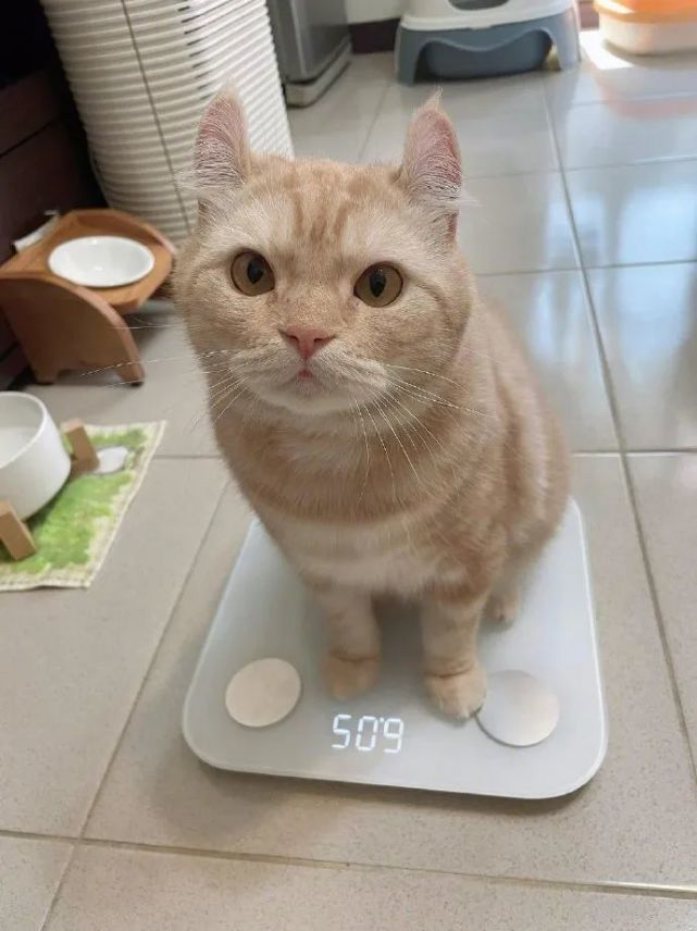 本以为猫咪量完体重后,会决心减肥,结果下一秒就