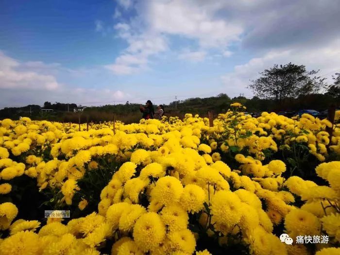 冬日暖阳菊花怒放,自贡青龙湖"颜值"爆表!