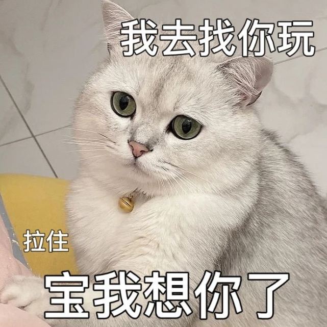 猫猫表情包哒哒哒哒哒哒哒哒～