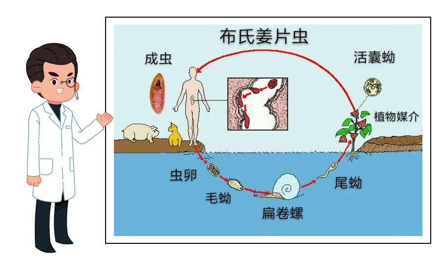 男孩胃里抽出1斤寄生虫液,肝脏穿孔!罪魁祸首竟是餐桌上的它