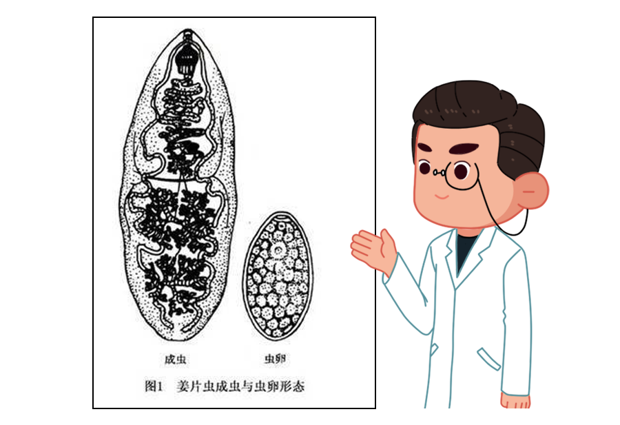 肝脏穿孔,广东男童胃里满是寄生虫液!只因父母喂了它