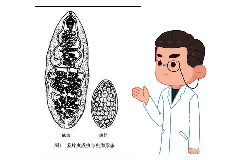 姜片虫多寄生于人体小肠中, 是人体吸虫中最大的一种,因和姜片很像,故