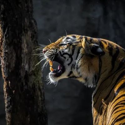 头像|2021年微信老虎头像图片 威武霸气凶猛的老虎 第
