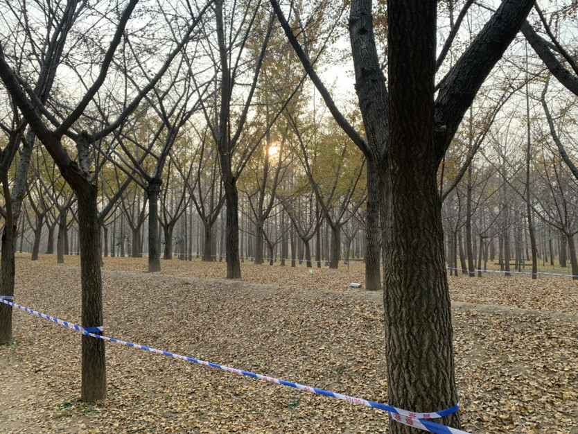 江苏邳州市银杏时光隧道