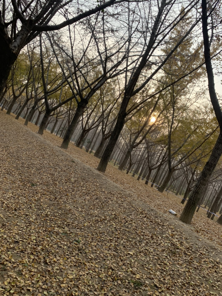 江苏邳州市银杏时光隧道