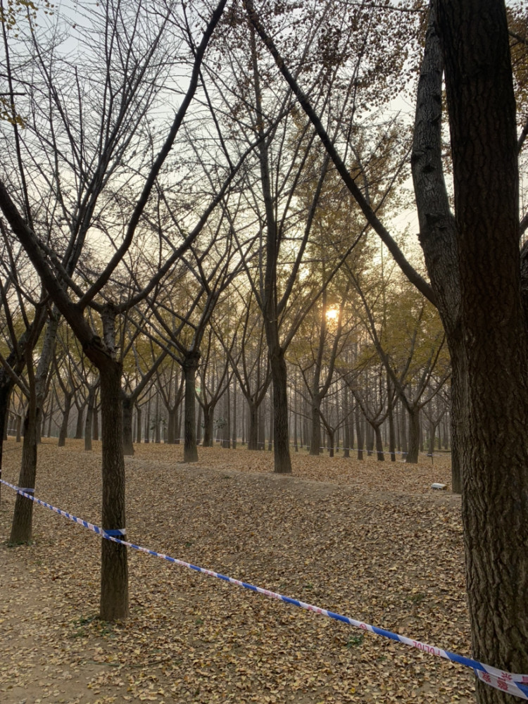 江苏邳州市银杏时光隧道