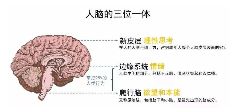 就是人类的大脑由三重大脑组成,分别是—— 脑干,边缘系统和大脑皮层