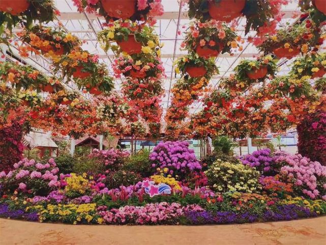 山东省日照市山海天旅游度假区#中国杜鹃花博览园