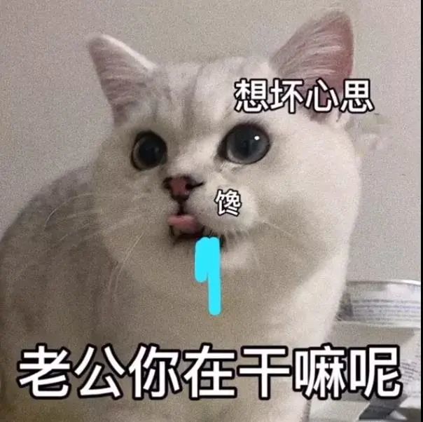 大嘴猫猫咪修狗表情包忙完可以陪陪我吗