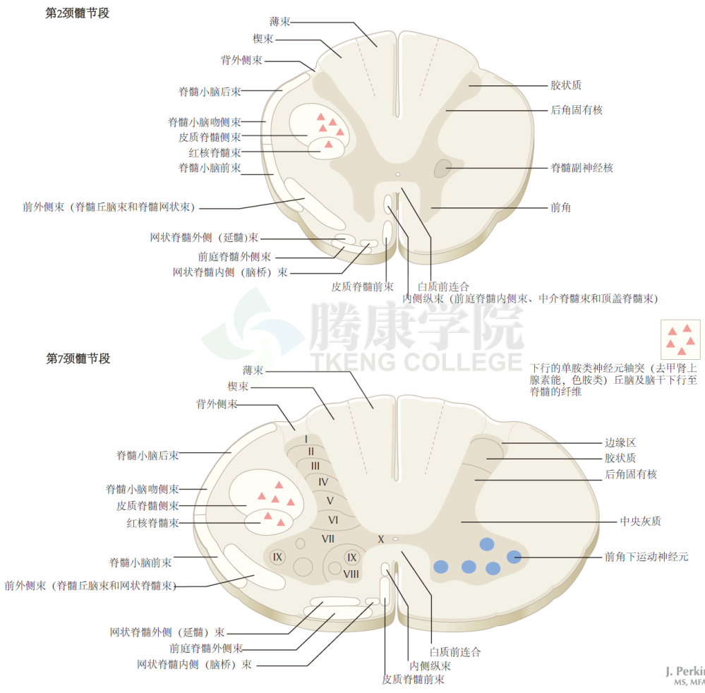 神经解剖学 脊髓平面:颈段,胸段,腰段和骶段