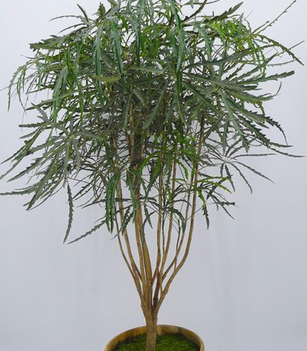 孔雀木盆栽,大多造型为多分支的灌木状,一般造型为