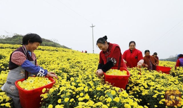 如今,走进自贡大安区庙坝镇黄荆村金蕾园菊花种植基地,400亩皇菊竞相