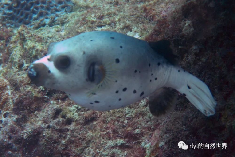 【rlyl物种说】今日-黑斑叉鼻鲀(blackspotted puffer)