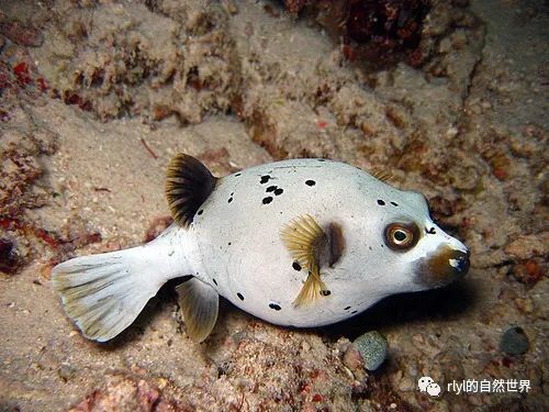 【rlyl物种说】今日-黑斑叉鼻鲀(blackspotted puffer)