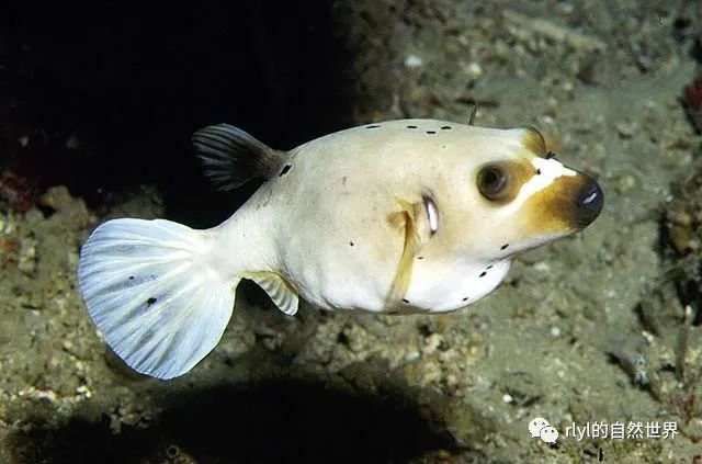 【rlyl物种说】今日-黑斑叉鼻鲀(blackspotted puffer)