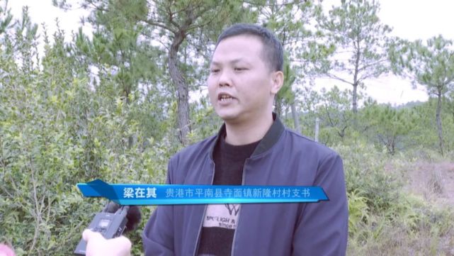 贵港市平南县寺面镇新隆村村支书  梁在其:我们新隆村油茶基地是50多