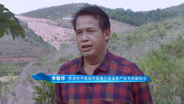 贵港市平南县寺面镇万亩油茶产业专班副组长  李敏华:我们规划是全镇