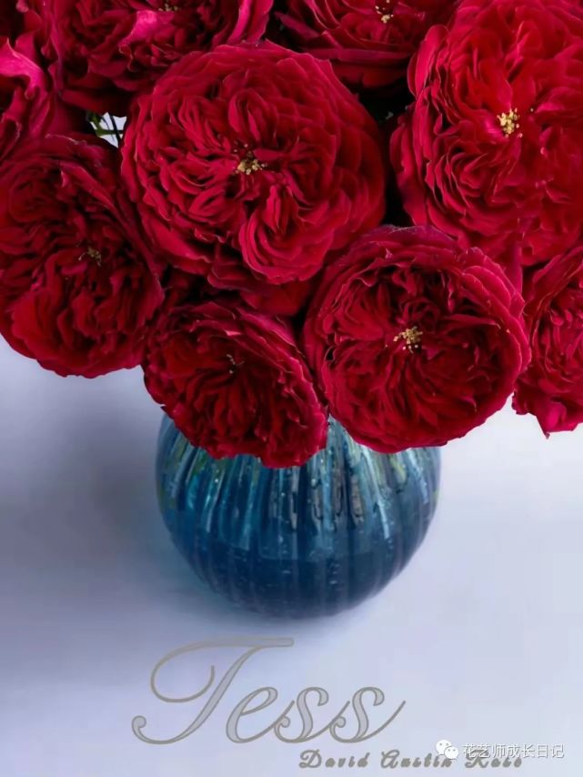 34|大卫奥斯汀苔丝玫瑰,红色系贵族色彩!