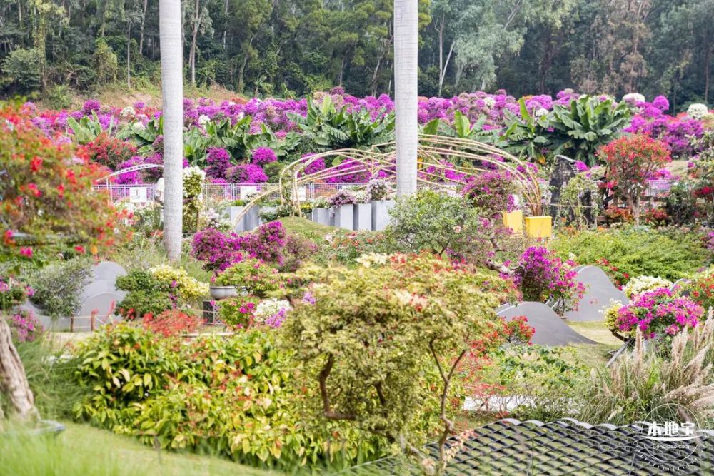 深圳簕杜鹃花海再度来袭!地铁直达