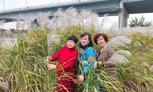 正如《诗经》中描写芦花的佳句:"蒹葭苍苍,白露为霜;所谓伊人,在水