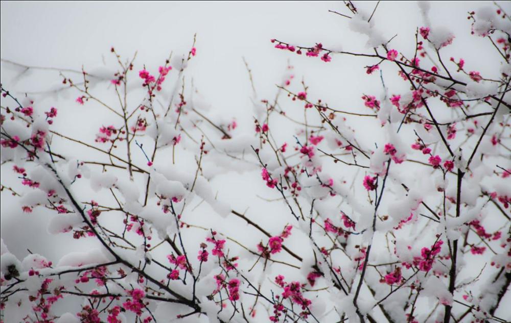 梅花雪景