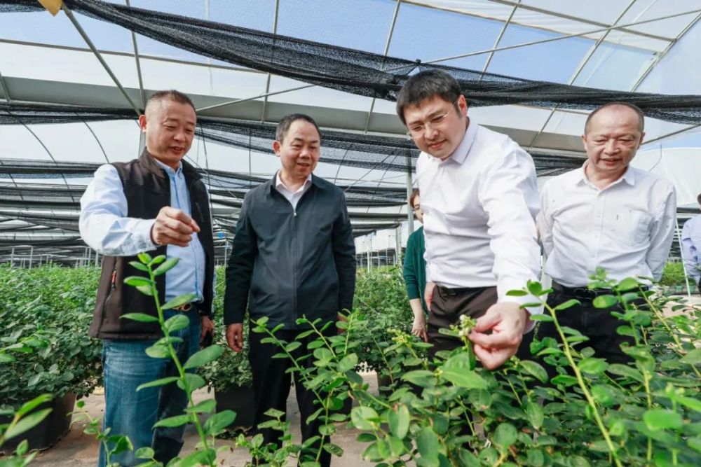 调研康之味蓝莓种植基地