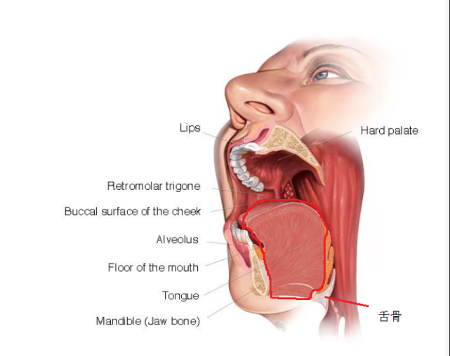 我们即使尽最大努力,可以伸出口腔和牙弓之外的也仅仅是游离舌体的一