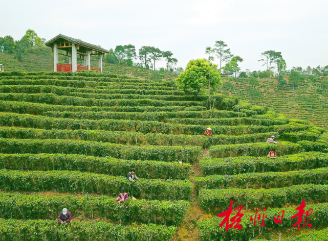 "茶船古道"又飘茶香—广西梧州市六堡茶产业发展调查