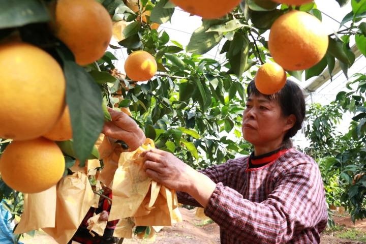 象山"红美人"安家遂昌