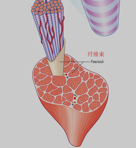 骨骼肌肌束肌纤维肌原纤维肌节67