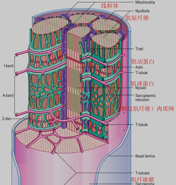 骨骼肌肌束肌纤维肌原纤维肌节