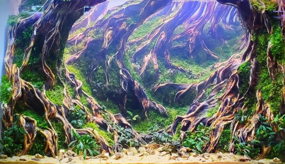 13个鱼缸景观,来自草缸比赛现场,都是60厘米小型鱼缸
