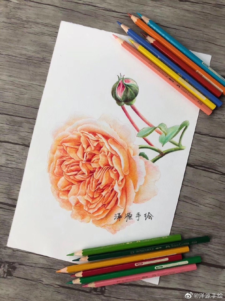 彩铅小物,古风首饰,花卉,多肉,小鸟…画师泽源手绘