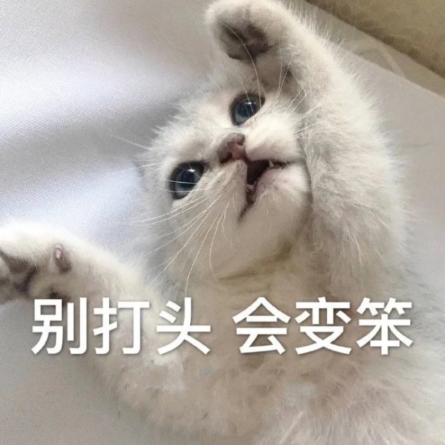 表情包|别打头,会变笨