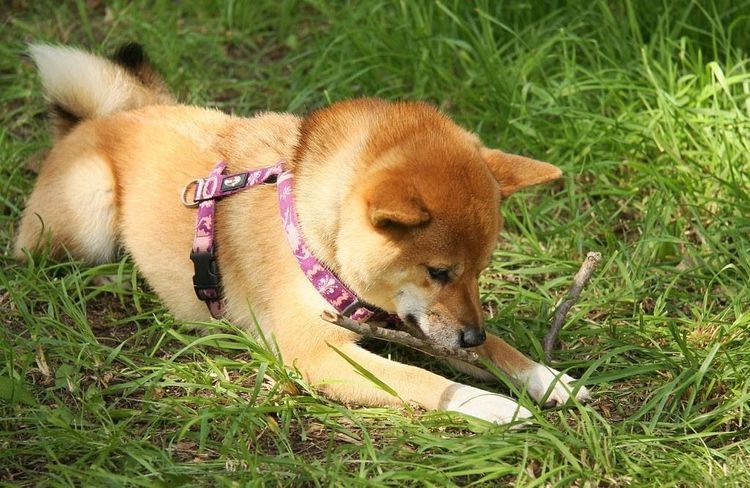 平易近人的日本国民犬—柴犬shibainu