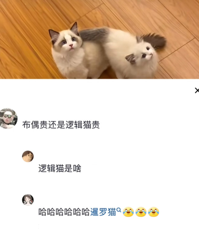 15,搞笑评论:所以到底是"逻辑猫"还是"暹罗猫".