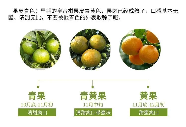 【每周爆品】正宗德庆皇帝柑!皮薄易剥,爆汁清甜,现摘