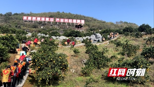 11月20日,"百里脐橙连崀山"2021 中国·崀山第七届脐橙文化旅游节开园