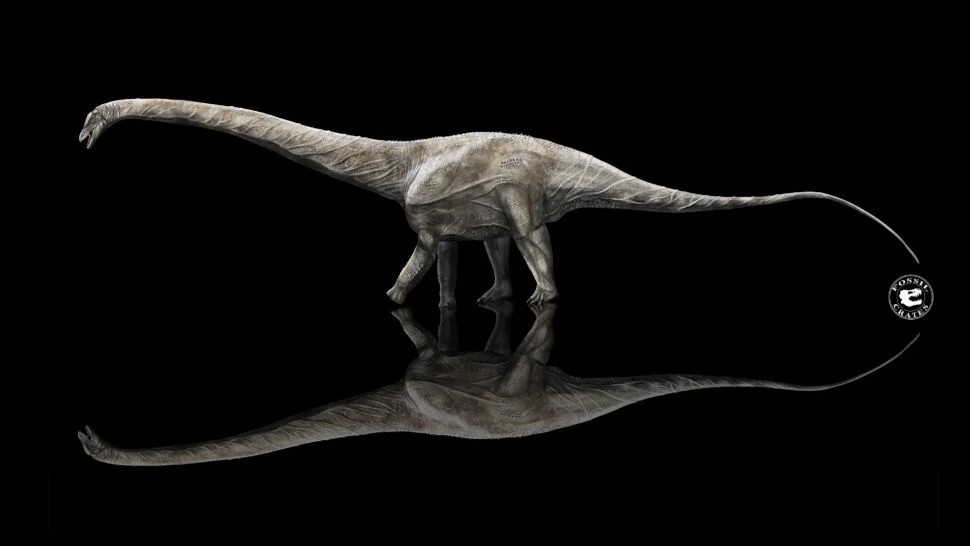 超龙是梁龙科(diplodocid)下的一种巨型恐龙,拥有着极长的脖子和尾巴
