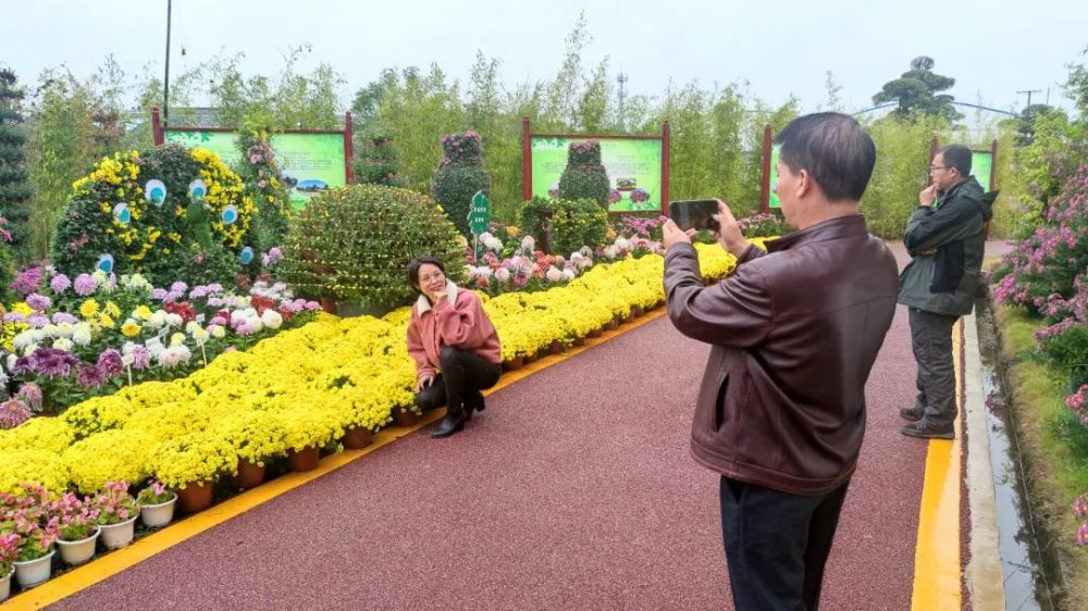 在桂林市花木研究所尧山花卉基地展场,各类菊花正在竞相开放,形成一片