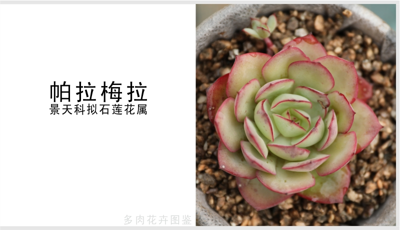 "帕拉梅拉"景天科拟石莲花属多肉植物,2021新品种,颜色鲜艳好看