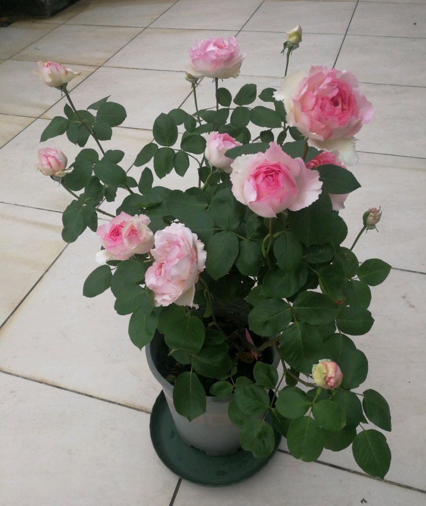 长得像牡丹的月季—魂之香水,又美又香,四季有花开,阳台也能养