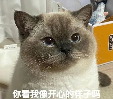表情包|煤老板暹罗猫系列【438期】
