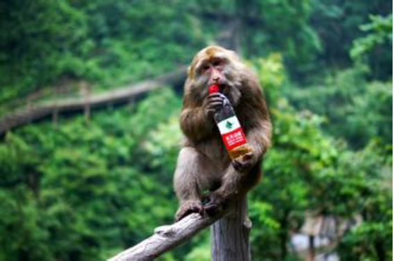 峨眉山猴王被枪毙是怎么回事?臭名昭著并非空穴来风,游客都怕了