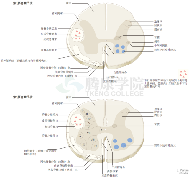 神经解剖学|脊髓平面:颈段,胸段,腰段和骶段